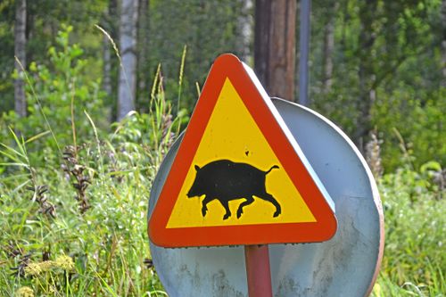 Sköt vildsvin mitt i stan