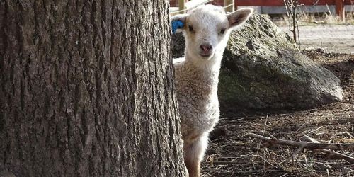 Byggbolag tar över stadsnära jordbruk