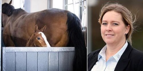 Ökat intresse för embryotransfer under pandemin