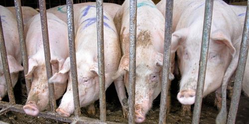 Storhelger i sikte – då stiger grispriset