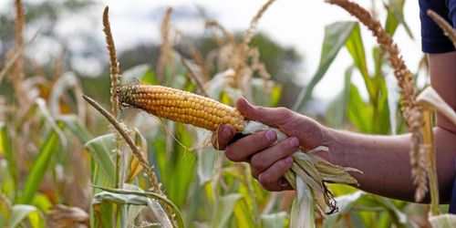 Dåligt år för majsen: dog innan den kommit upp