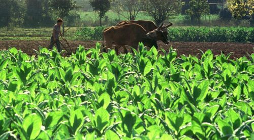 Knäckt fotosyntes ska ge produktivare grödor