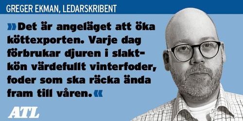 Vinterfodret äts upp i slaktkön