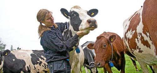 Drömmen om en Mandelmann