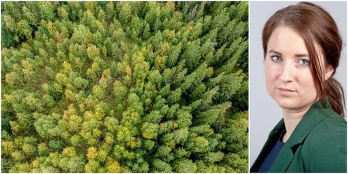 ”EU ska inte besluta om svensk skog”