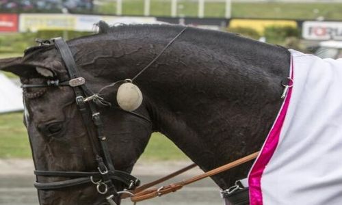 Superhästen börjar ny karriär