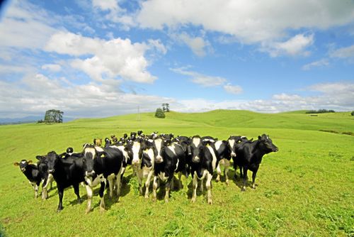 Mjölkkor på Nya Zeeland.