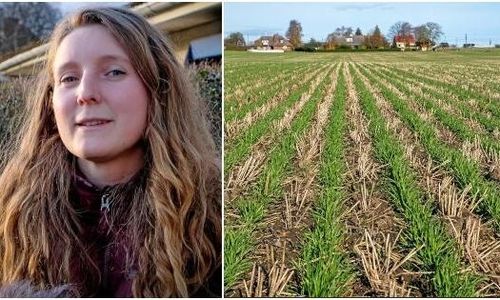 Kol kan bli den nya grödan