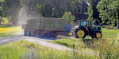 Foderskörd från trädor godkänns av EU