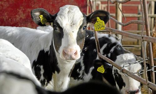 ”Näringen skriker efter personal”