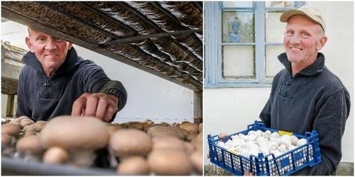 Så fick han fart på svampen: ”Vi odlar året runt”