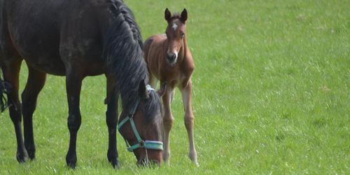 Nu finns testet här för dödlig fölsjukdom