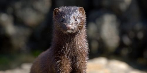 Så ska minken stoppas