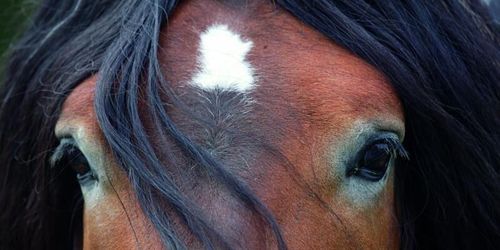 Ny service för hästägare