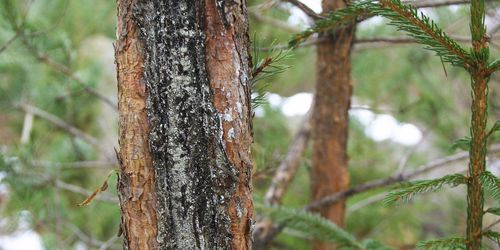 Höga kostnader för viltbetning i hela landet
