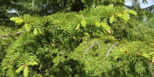 Inte sämre genetisk variation i planterad gran