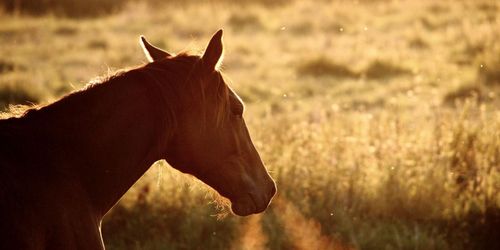 Hästfrågorna behöver lyftas i riksdagen