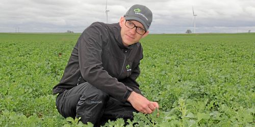 Risk för fallande rapspris