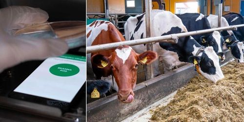 Nu kan alla mjölkbönder få ett eget bakterielabb