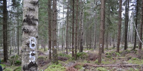 Försök visar: Mindre virke med björk