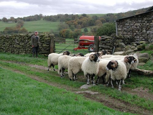 Högre miljökrav väntar brittiska bönder