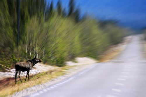 Inhägnade älgar får skjutas