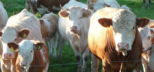 Hett att satsa på nöt