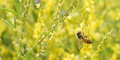 ATL TV: Stort intresse för mellangrödor