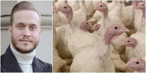 Målet: Bedöva djuren utan stress eller smärta