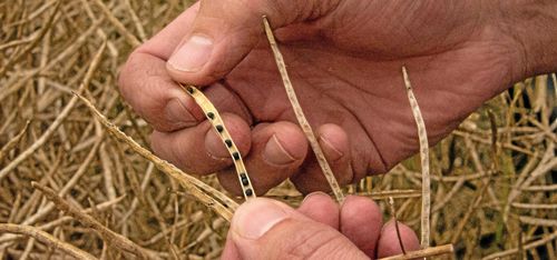 SLU står fortsatt starkt