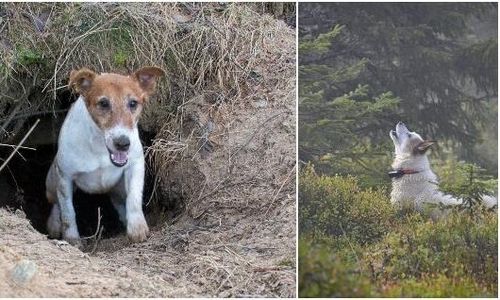 Här sätts hunden på prov