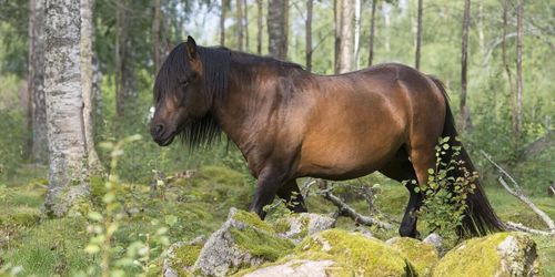 Danska gener ger nytt blod till norsk vikingahäst