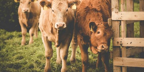 Nytt projekt kan förändra avlivningsregler