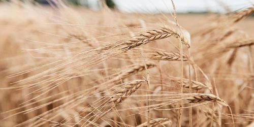 Årets veteareal är den största någonsin