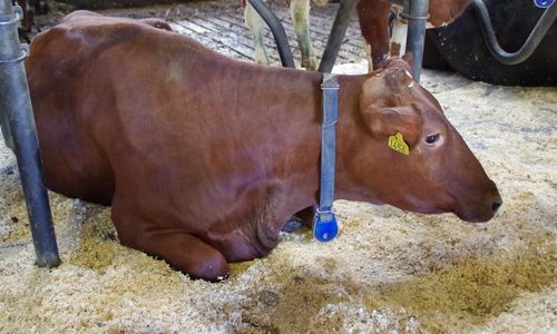 Lät korna stå inne hela sommaren – skyllde på värmen