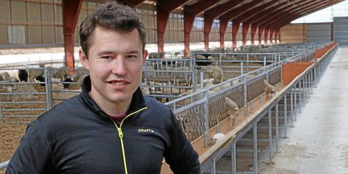 Investerade miljoner för att producera 1 200 vårlamm