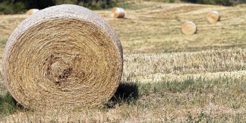 Fräcka tjuvar skördade och stal ett helt fält med hö