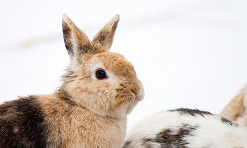 Elva kaniner ihjälslagna i brutal attack