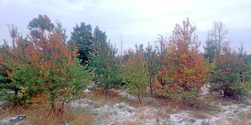 ”Störst vinnare blir skogsägare i norra Sverige”