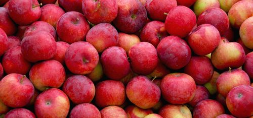 Färre äpplen efter kall vår