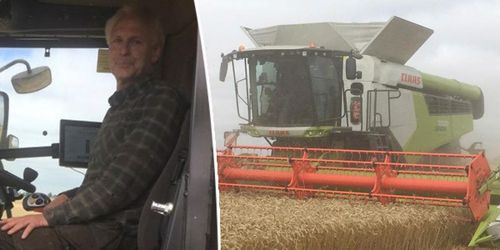 Nu är veteskörden i gång: ”Bra läge”