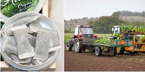 Tobaksodlare i satsning på helsvenskt snus