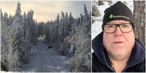 Stor risk för snöbrott i norra Hälsingland