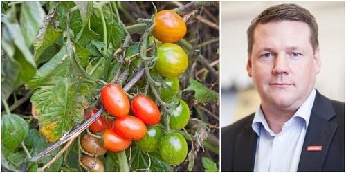 Nu är tiden inne att plocka för Sverige