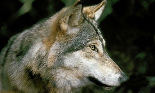 Utskott vill se över ökad licensjakt på varg