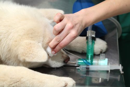 Djursjukskötare tveksamma till lösning