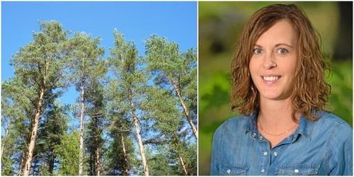 Dags att bli en skogsprepper