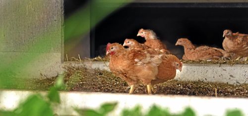 Jagar fler uppfödare av ekokyckling