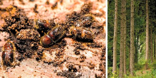 ”Skogsstyrelsen är klarvaken i kampen mot granbarkborren”