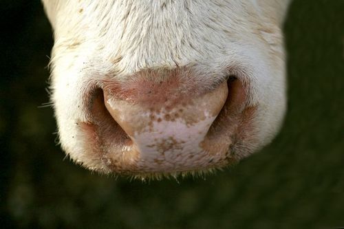 Lantbrukare döms för djurplågeri